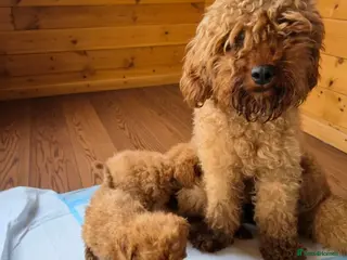 Miniature Poodle dogs Red minature poodles. - Advert 1