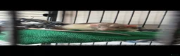 Rat rodents for sale: 2 x fancy rats mate gorgeous full set up - Advert 2