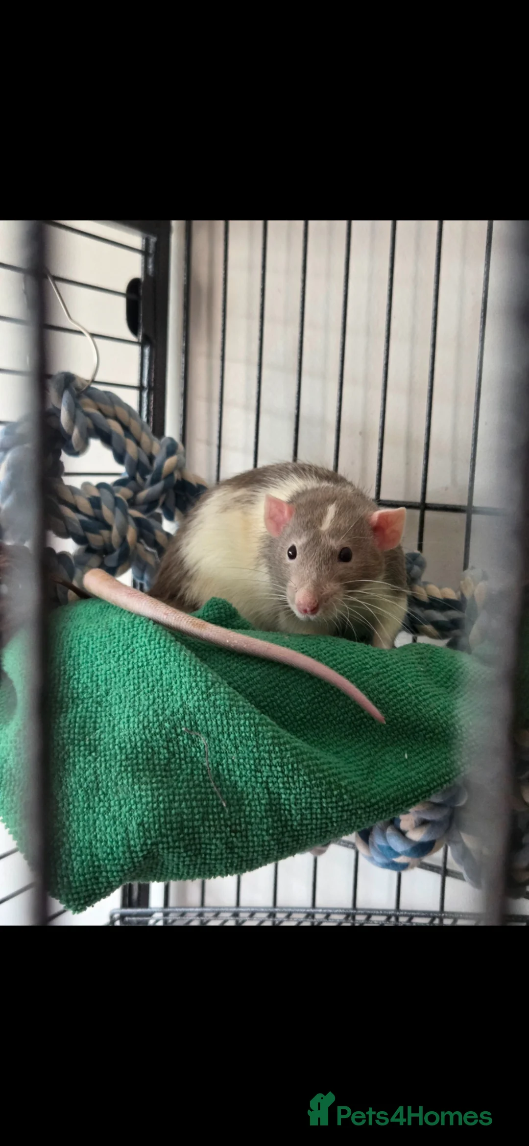 Rat rodents for sale: 2 x fancy rats mate gorgeous full set up - Advert 2