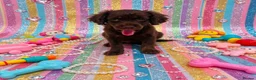 Cavapoo dogs for sale: Exquisite Merle F1b cavapoo puppies for sale  - Advert 3