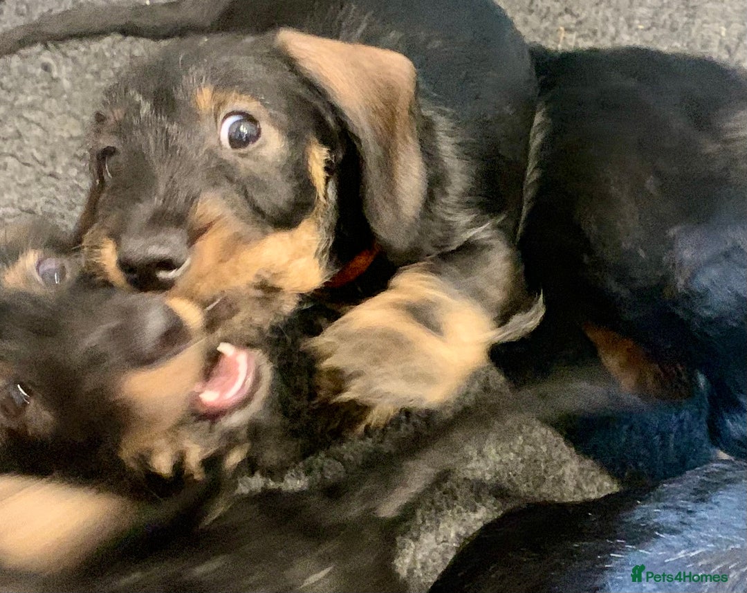 Dachshund dogs for sale: Excellence in every paw print Exceptional litter.  - Image 12