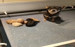 Chipoo dogs for sale: Chipoo - Advert 10