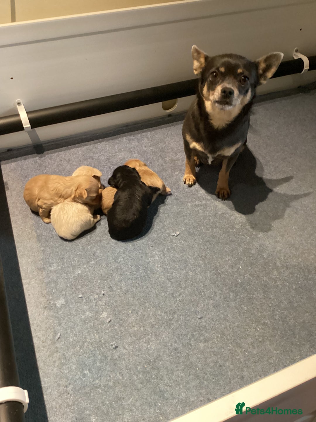 Chipoo dogs for sale: Chipoo - Advert 10