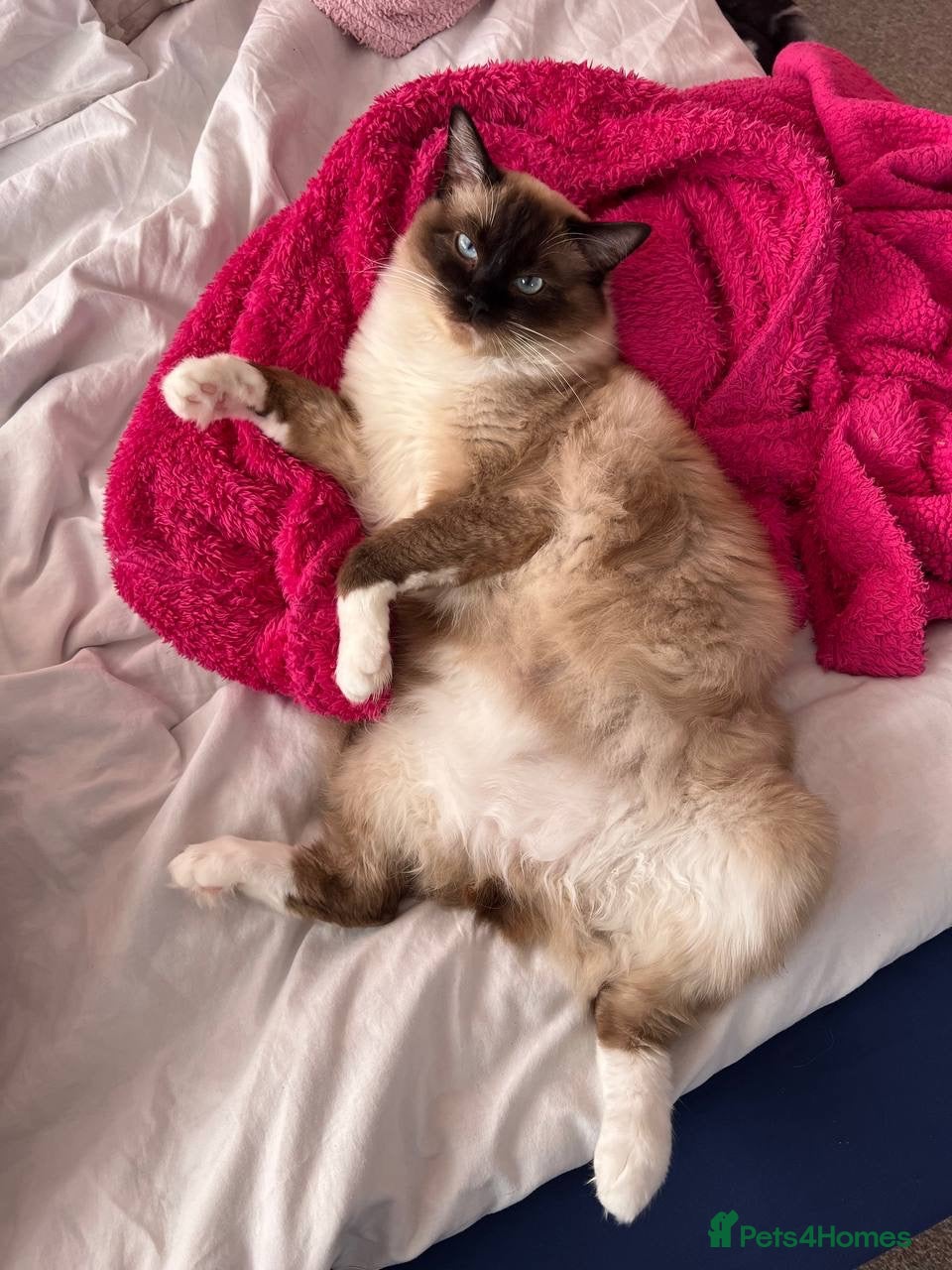 Ragdoll cats A handsome purebred Ragdoll - Advert 1