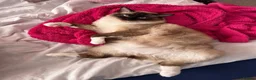 Ragdoll cats for sale: A handsome purebred Ragdoll - Advert 1