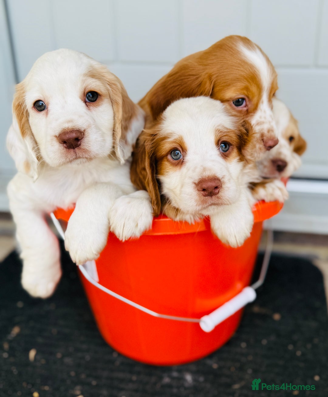 Cocker Spaniel dogs for stud: Cracking cocker spaniel for Stud  - Advert 7