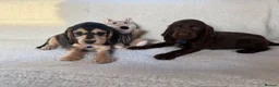 Cocker Spaniel dogs for sale: Show type cocker spaniels in Ipswich - Advert 16