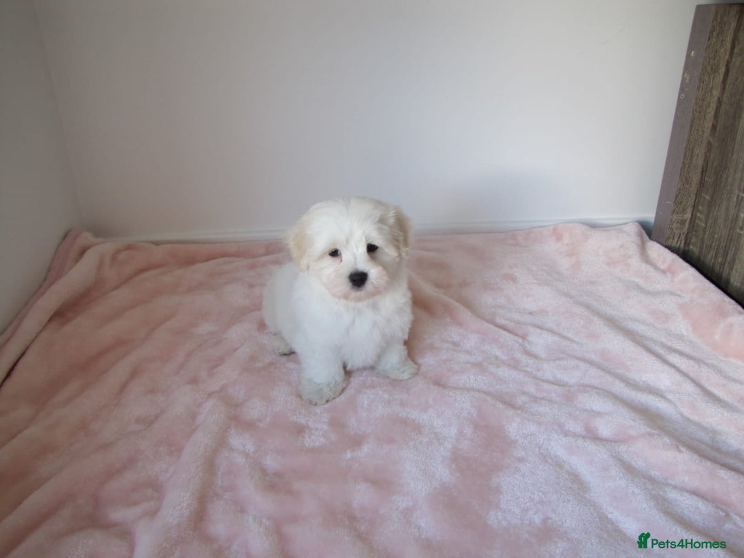 Bichon Frise dogs for sale: Beautiful shih tzu Puppies  male & fe - Advert 1