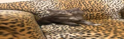 Maine Coon cats for sale: Stunning TICA Registered Maine Coon kittens ❤️❤️❤️ - Advert 12
