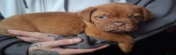 Dogue De Bordeaux dogs for sale: Pedigree Dogue De Bordeaux puppies - Advert 5