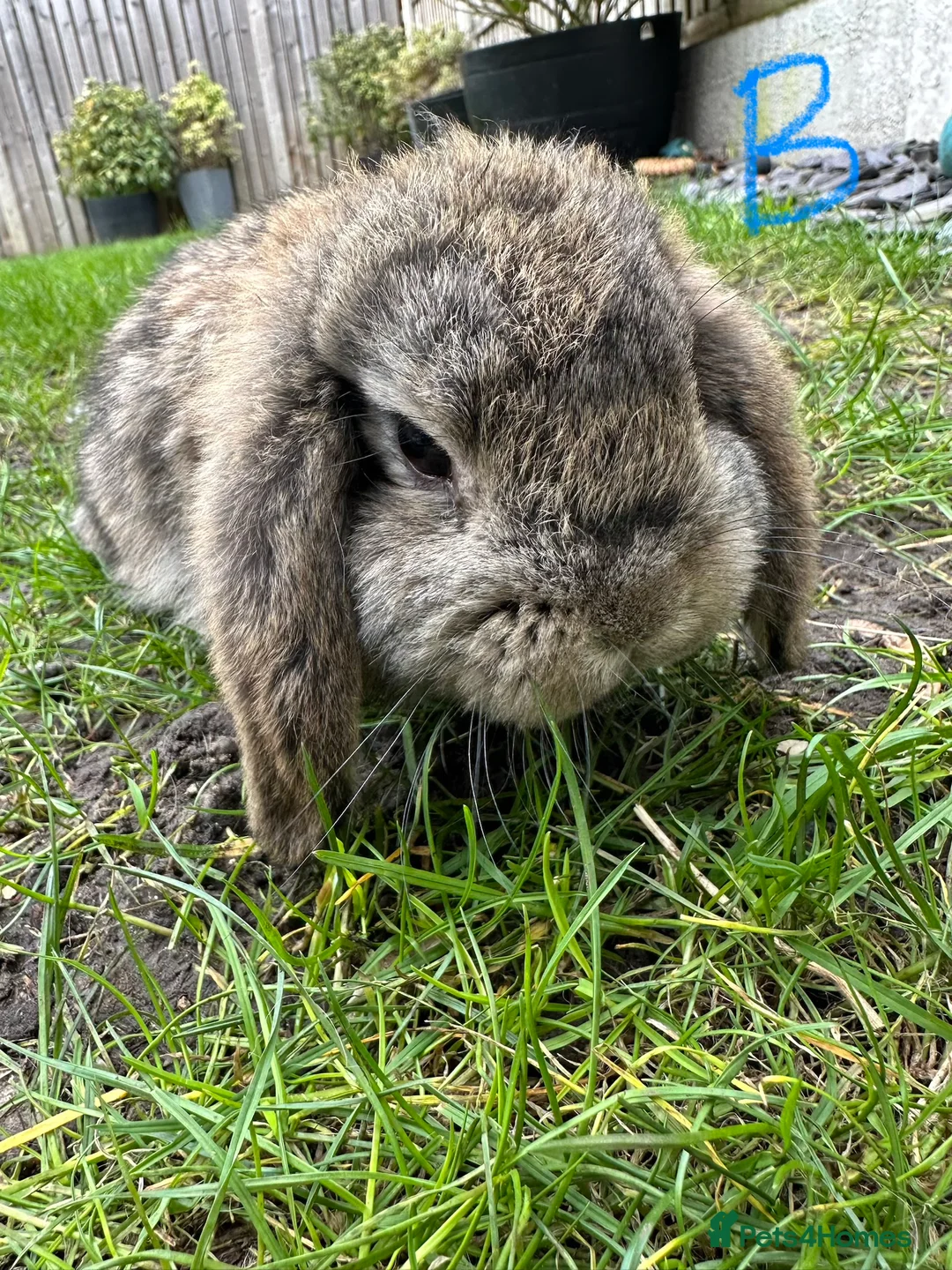 Mini Lop rabbits for sale: Mini Lop Rabbits For Sale  - Advert 17