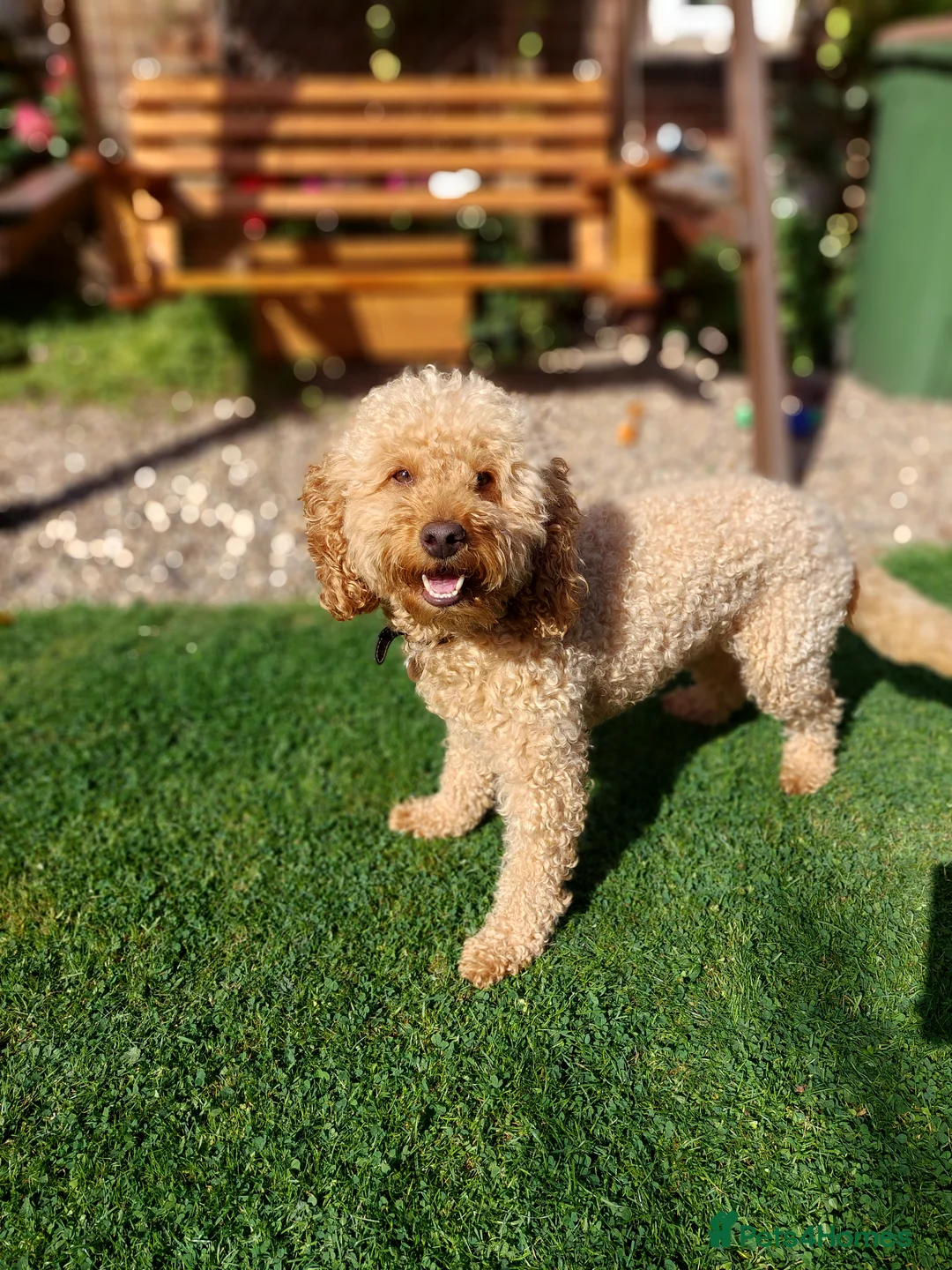 Cockapoo dogs for stud: Beige cockapoo F1b for stud in Coalville - Advert 5