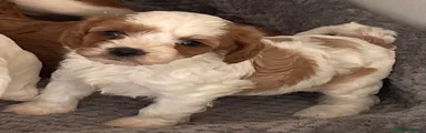 Cavapoo 5