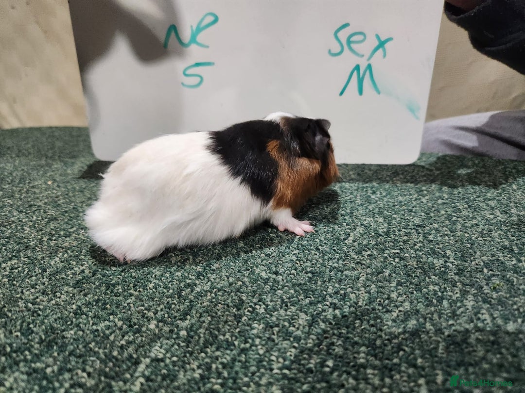 Guinea Pig rodents for sale: Guinea pigs for sale - Advert 3