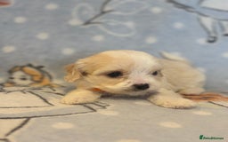 Cavapoo dogs for sale: Beautiful cavapoo pups from family home  - Advert 15