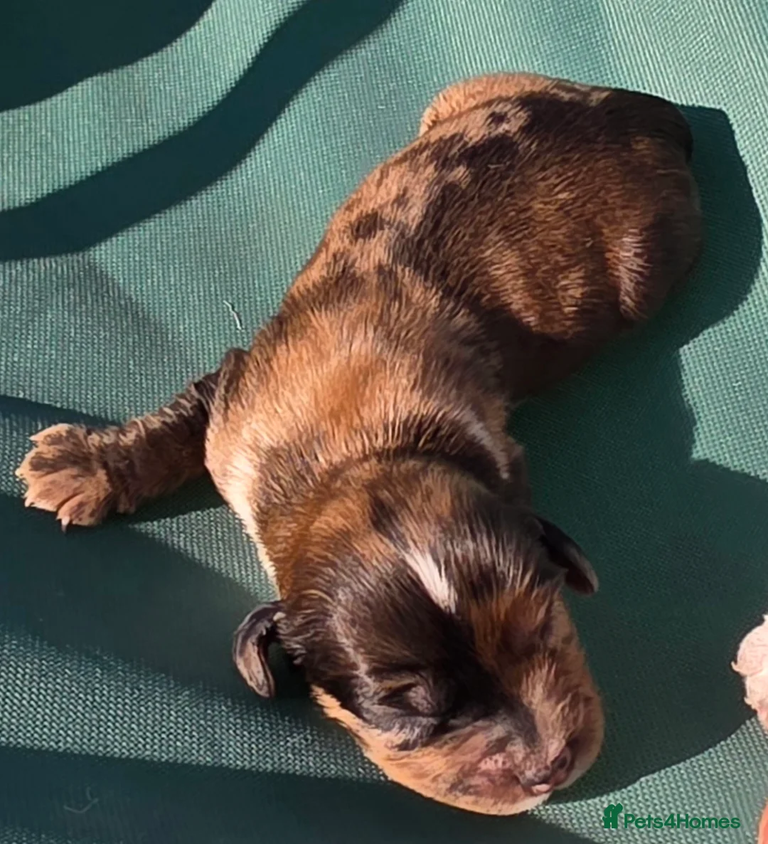 Cocker Spaniel dogs for sale: Working cocker spaniel onlt 2 left - Advert 20