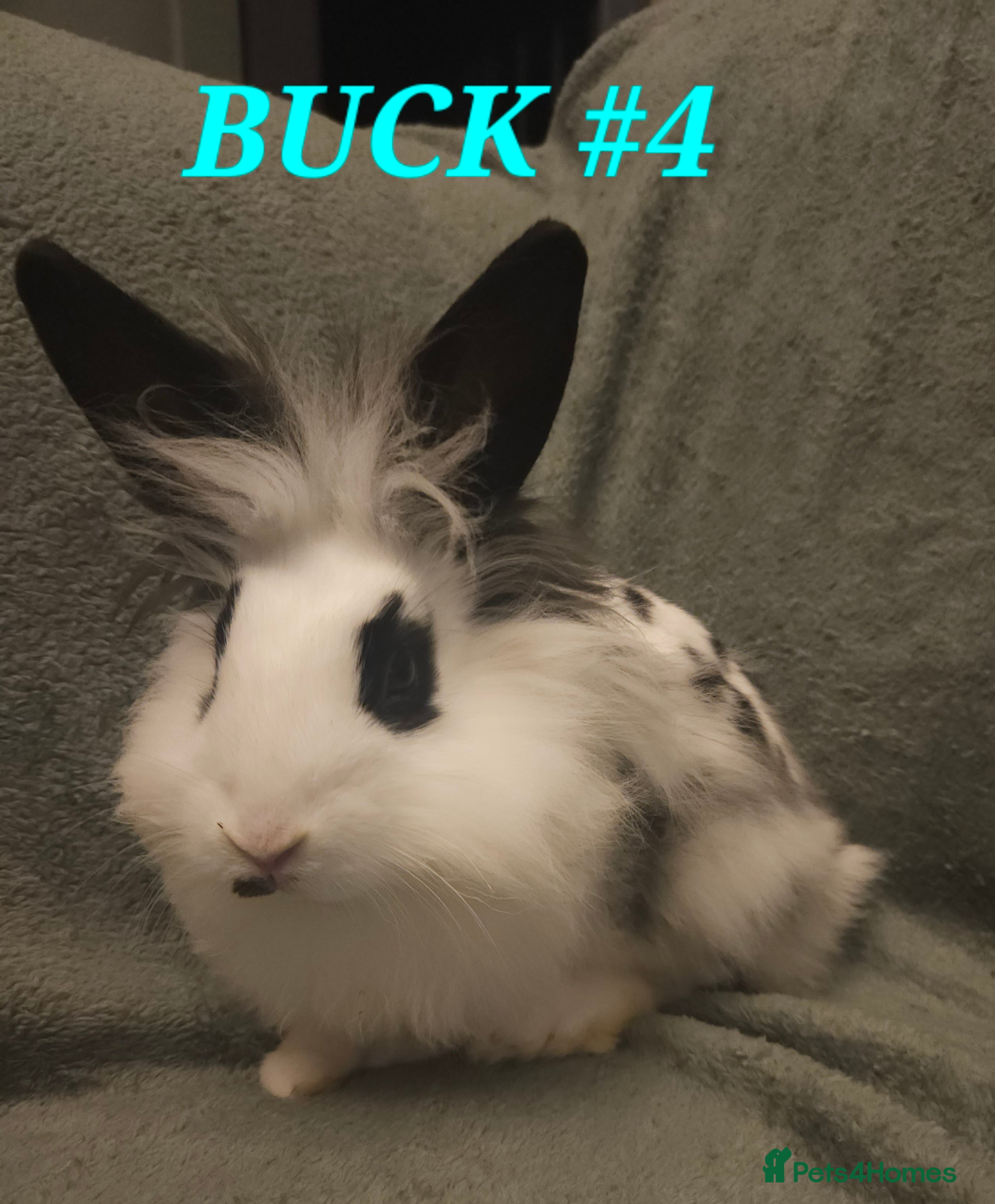 Lionhead rabbits Lion head x English spot Rabbits 14wk last onr - Advert 13