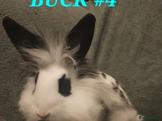 Lionhead rabbits Lion head x English spot Rabbits 14wk last onr - Advert 13