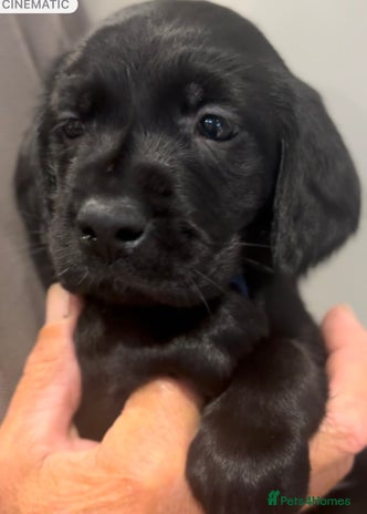 Working Labrador Retriever puppies for sale | Pets4Homes