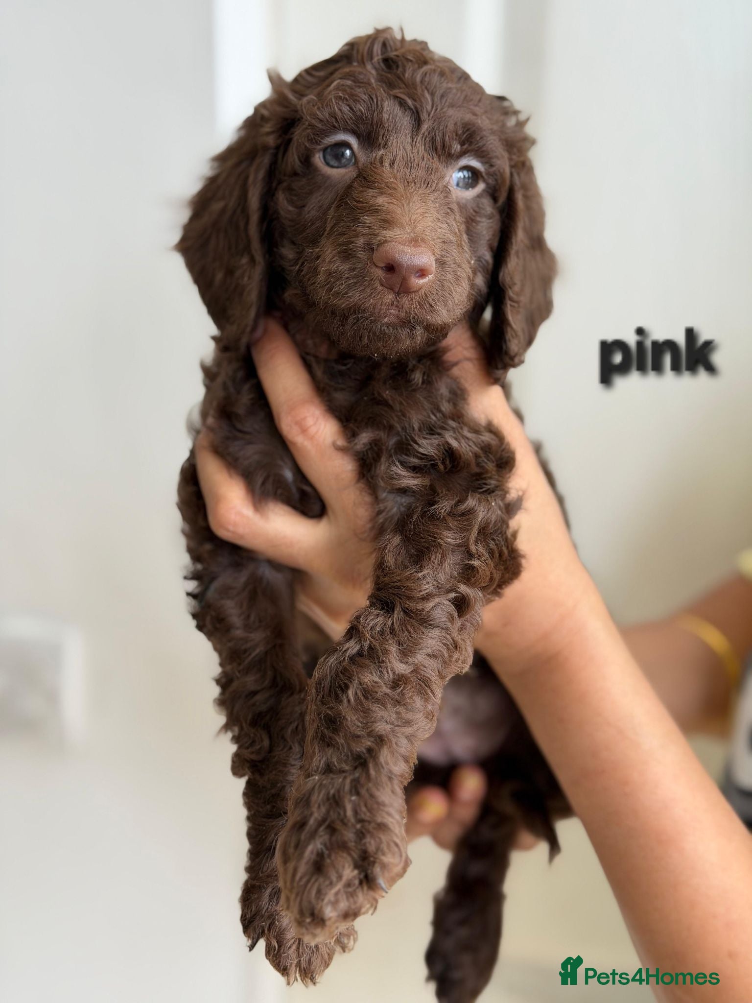 Cockapoo dogs Cockapoo pups with rare mix blue eyes colour - Advert 15