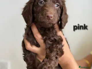 Cockapoo dogs Cockapoo pups with rare mix blue eyes colour - Advert 15