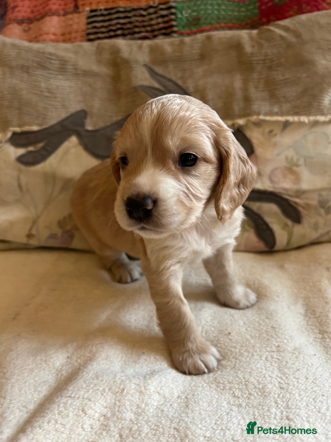 Cocker Spaniel dogs for sale: STUNNING WORKING COCKER SPANIEL PUPS - Advert 36