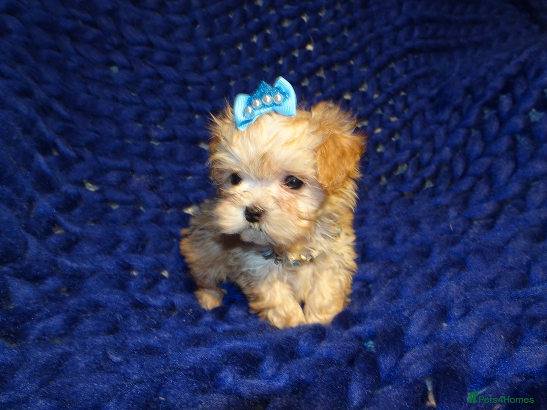 Maltipoo dogs for sale: *Micro Tiny F1 Maltese x Toy Poodle Maltipoo Pup* - Image 7