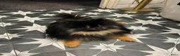 Pomeranian dogs for stud: Beautiful black & tan Pomeranian Stud  - Advert 1