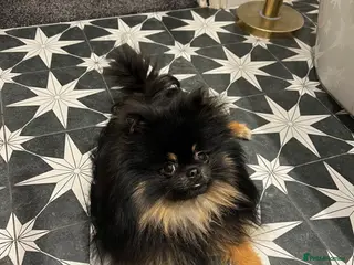 Pomeranian dogs Beautiful black & tan Pomeranian Stud - Advert 4