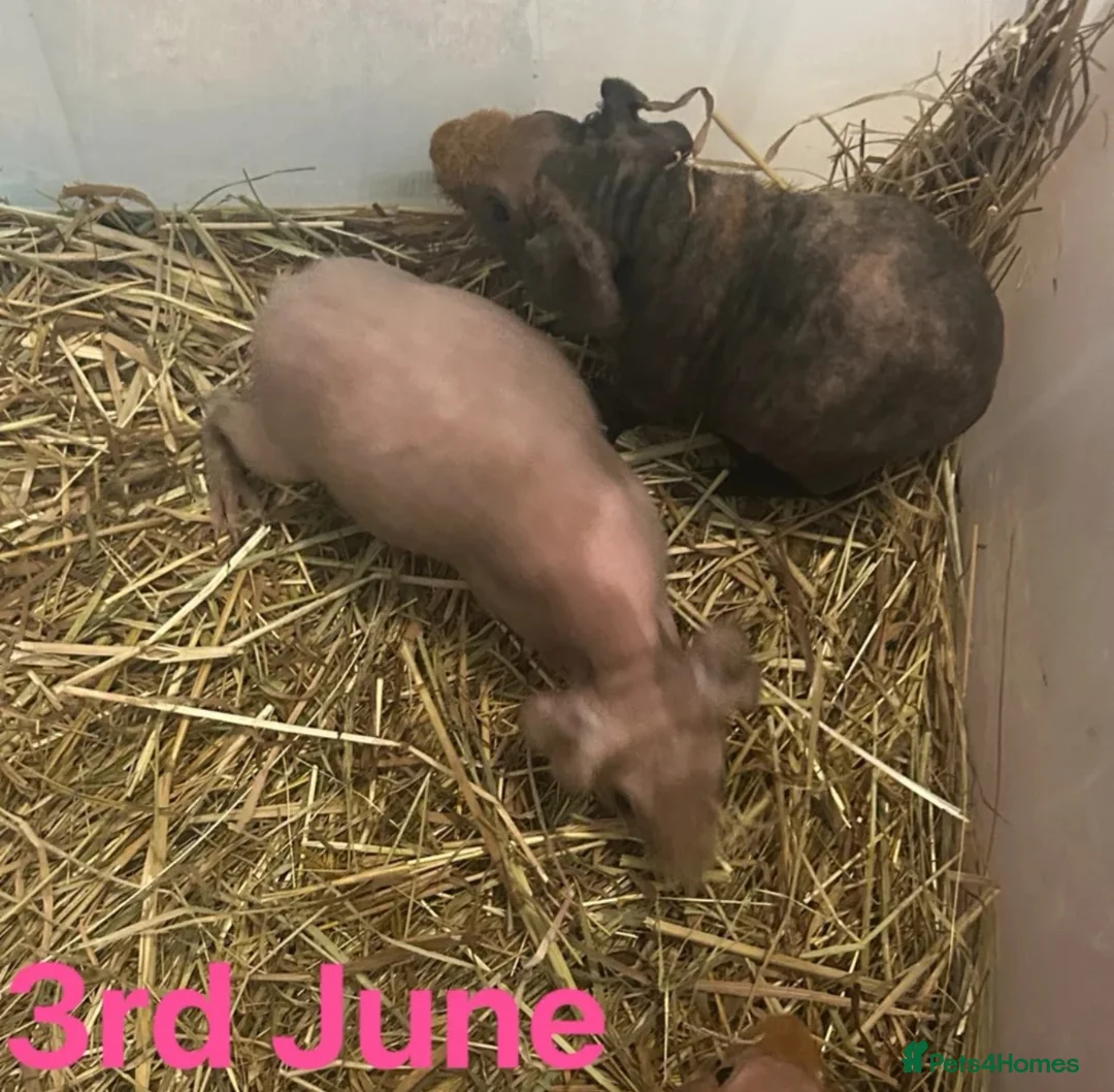 Guinea Pig rodents for sale: Skinny Pig Sows  - Advert 4