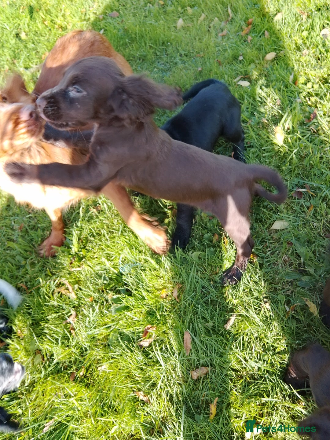 Cocker Spaniel dogs for sale: Working cocker spaniel pups - Image 5