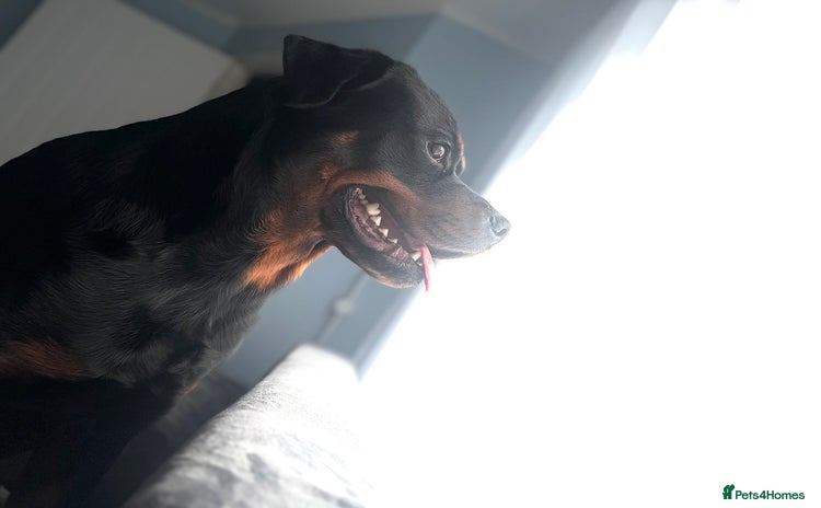 Rottweiler dogs Beautiful Rottweiler FREE - Advert 1