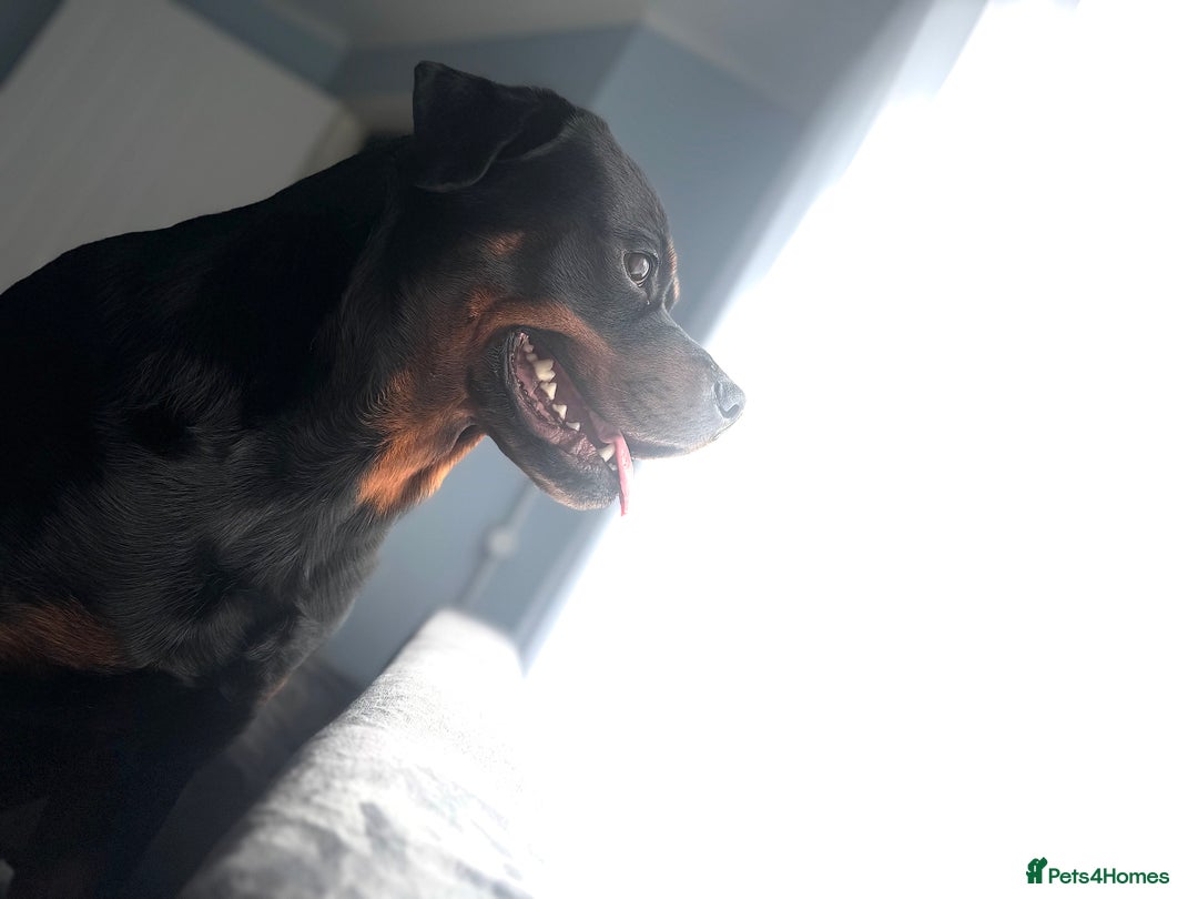 Rottweiler dogs for sale: Beautiful Rottweiler FREE - Advert 1