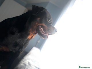 Rottweiler dogs Beautiful Rottweiler FREE - Advert 7