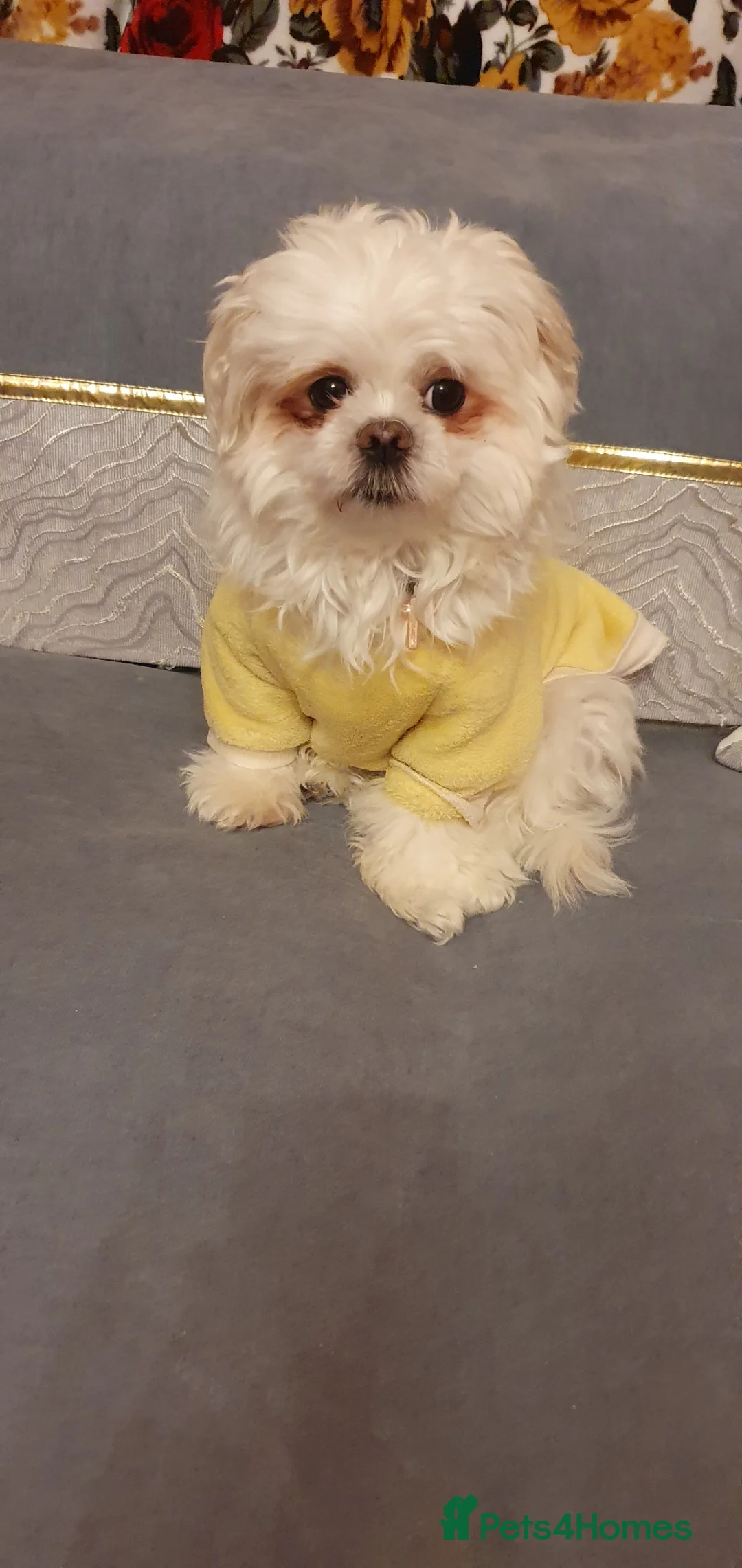 Shih Tzu dogs for stud: Shih Tzu experienced successful stud - Advert 2