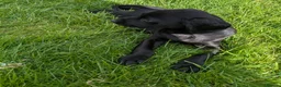 Springador dogs for sale: Springadors  - Advert 2