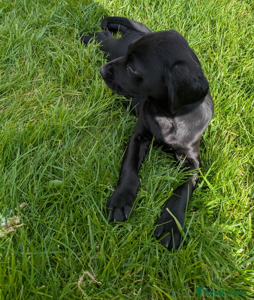 Springador dogs for sale: Springadors  - Advert 2