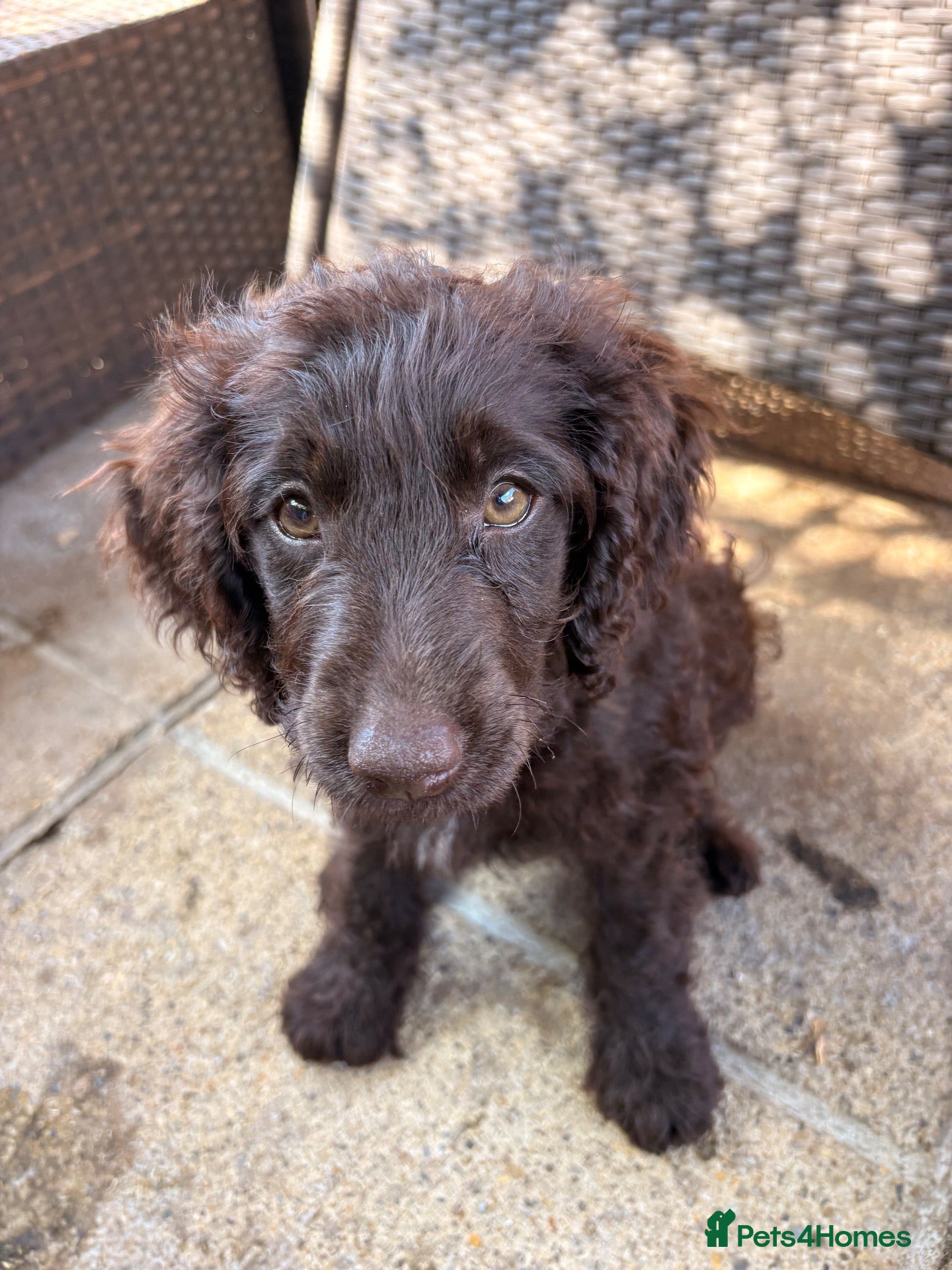 Cockapoo dogs Full Vaccinations READY NOW Show Cockapoo F1b - Advert 2
