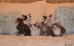 Mixed Breed cats for sale: 6 Adorable Playful Kittens for Sale - Image 9
