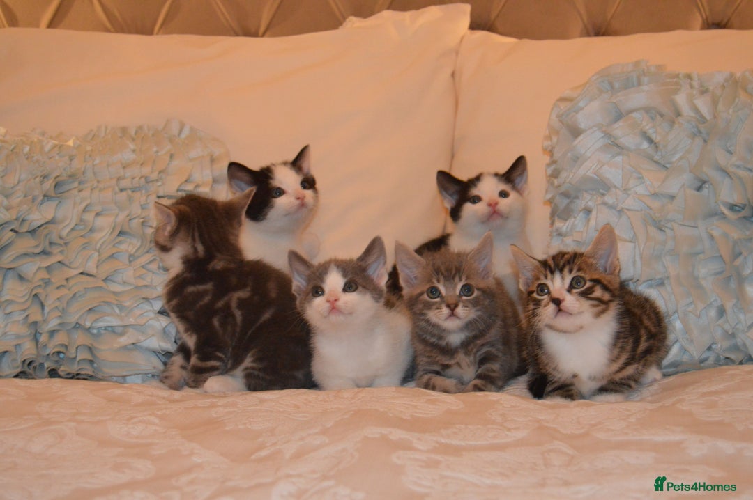 Mixed Breed cats for sale: 6 Adorable Playful Kittens for Sale - Image 9
