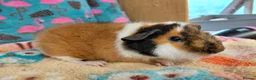 Guinea Pig rodents for sale: Baby Boars in longhaired breeds & teddies  - Advert 2
