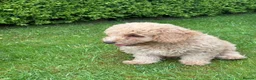 Cockapoo dogs for sale: Cockapoo Puppies!! 🐶  - Advert 11
