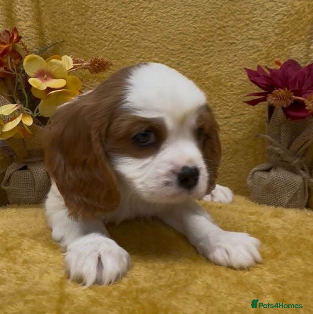 Cavalier King Charles Spaniel dogs for sale: 🐾Beautiful cavalier king Charles🐾  - Image 12