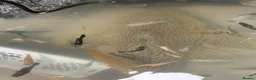 Catfish fish for sale: Huge Sailfin Pleco Ready For Large Tank 36cm - Advert 4