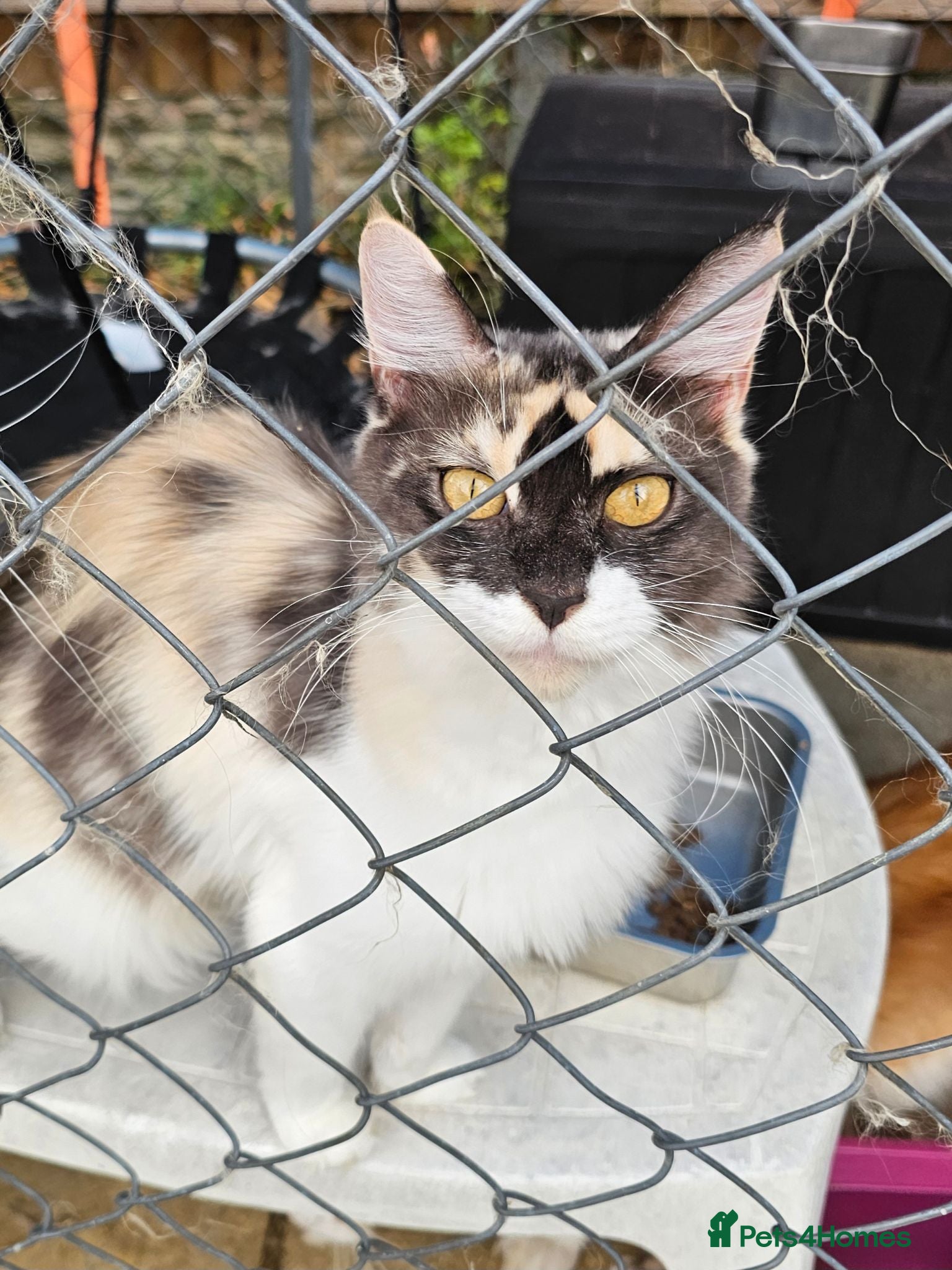 Maine Coon cats Active Calico female Mainecoon  - Advert 1