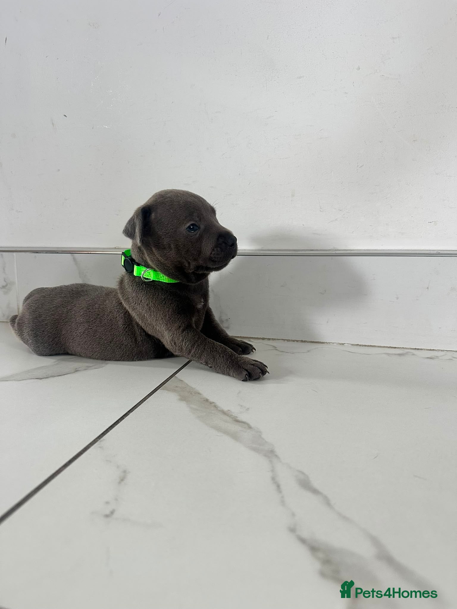 Staffordshire Bull Terrier dogs Staff puppies  - Advert 1