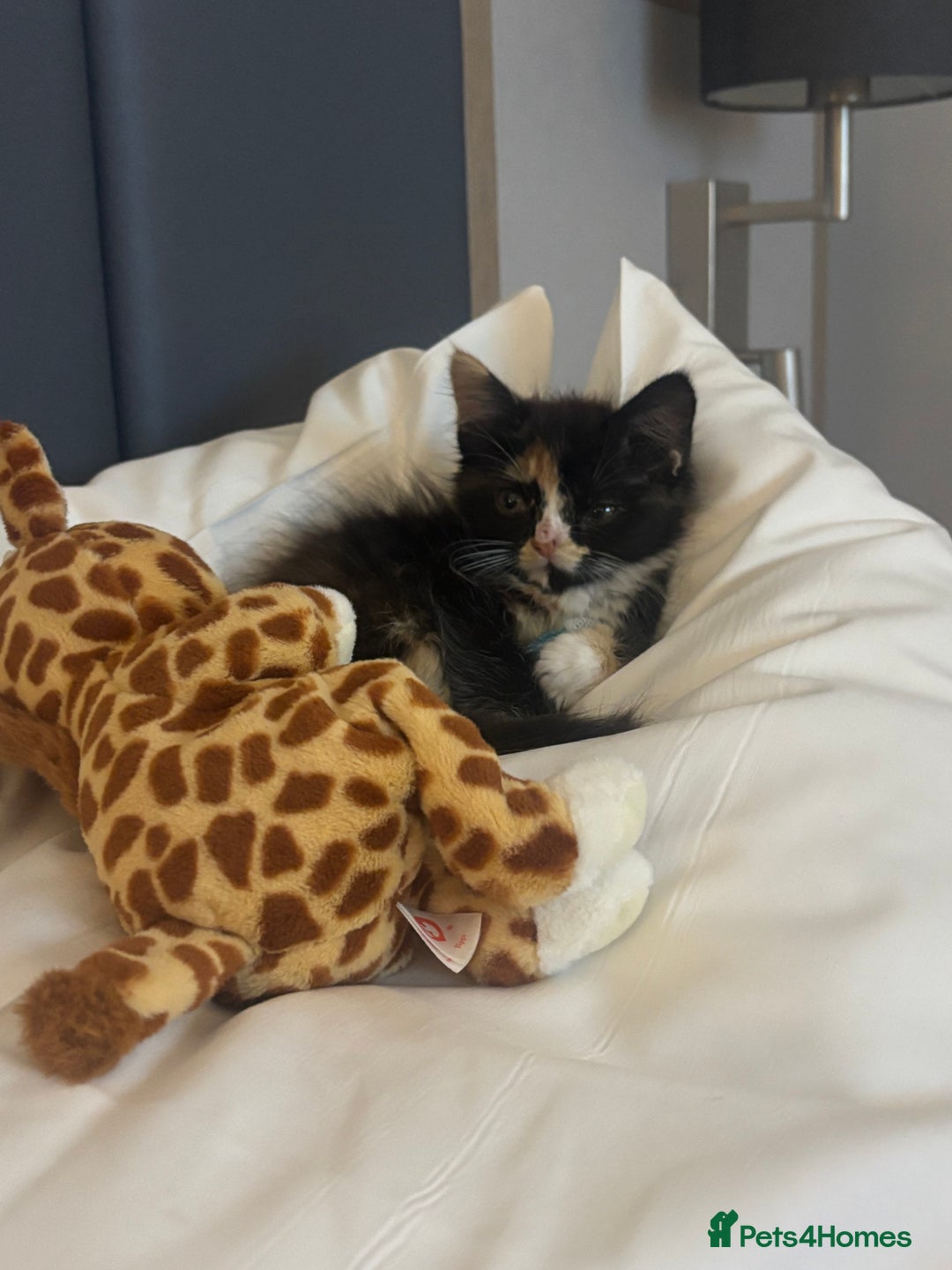 Mixed Breed cats for sale: 2 kittens rare coloured  - Advert 10