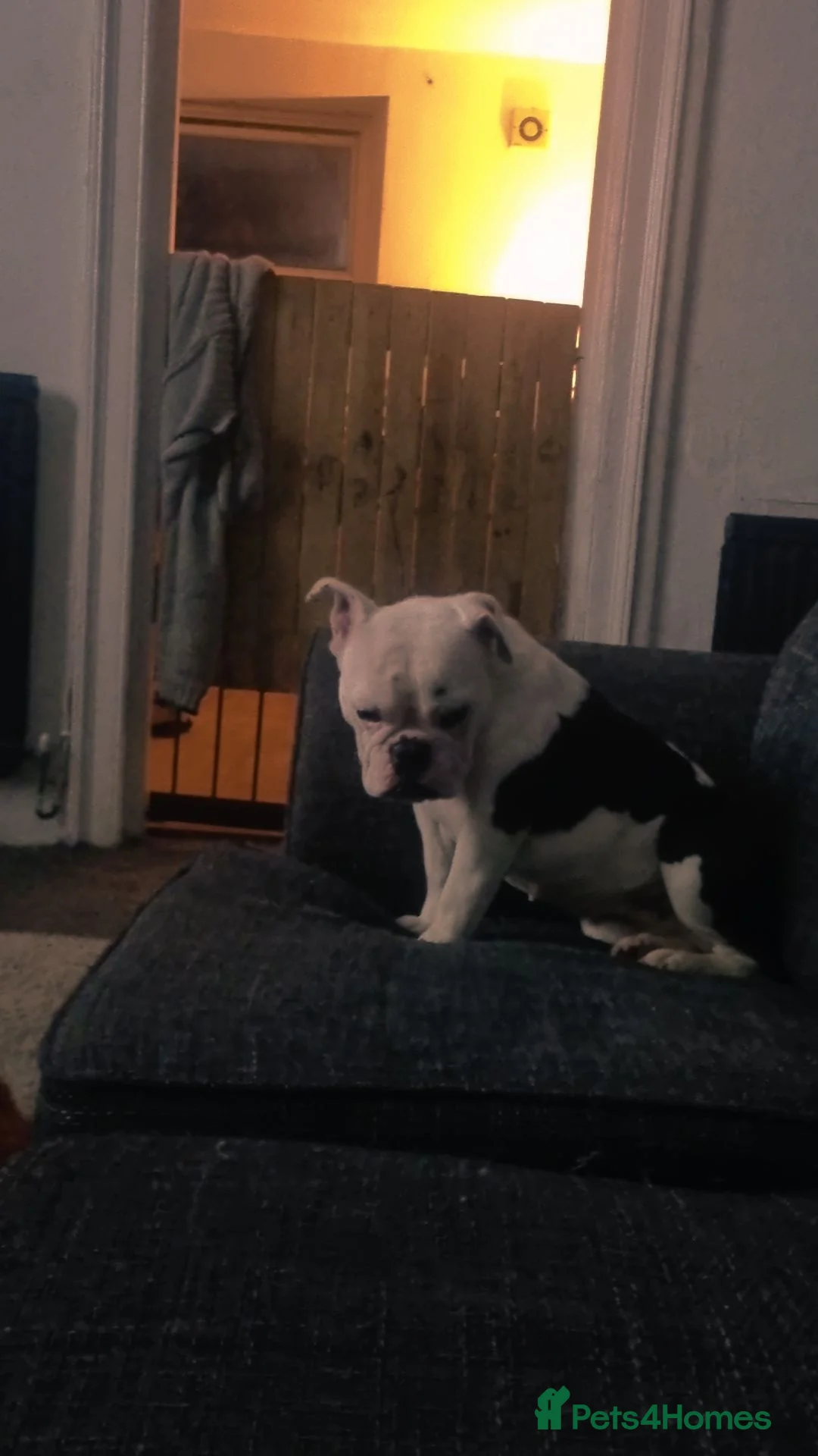 Mixed Breed dogs for sale: French x English bulldog  - Advert 6