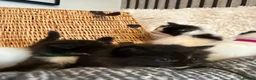 Ragdoll cats for sale: Ragdoll mix shorthair  - Advert 12