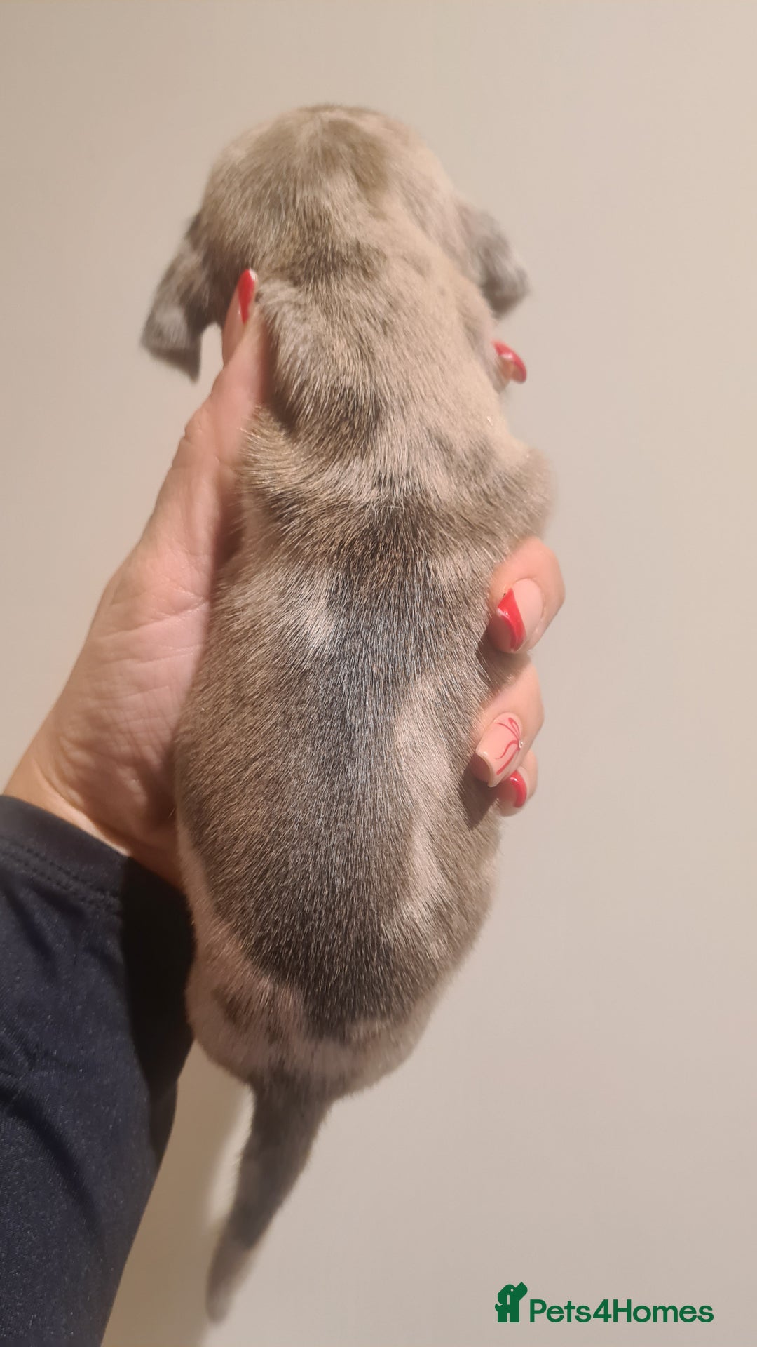 Miniature Dachshund dogs for sale: Beautiful bundle of boy mini daxies  - Advert 23